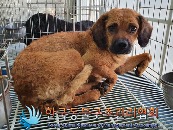 한국동물구조관리협회_441560202300754
